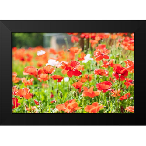 Castroville-Texas-USA-Wild poppies in the Texas Hill Country Black Modern Wood Framed Art Print by Wilson, Emily M.