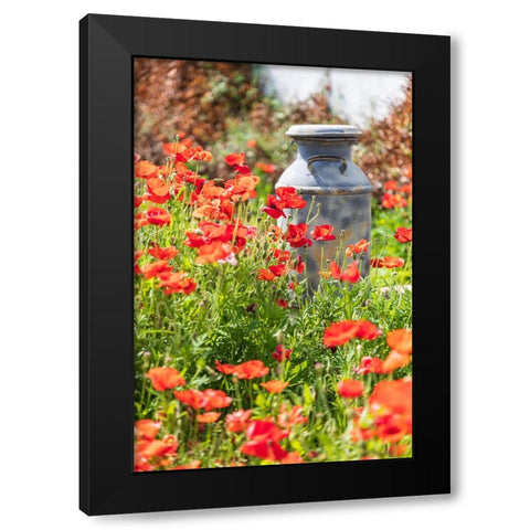 Castroville-Texas-USA-Old milk jug in poppies in the Texas Hill Country Black Modern Wood Framed Art Print with Double Matting by Wilson, Emily M.