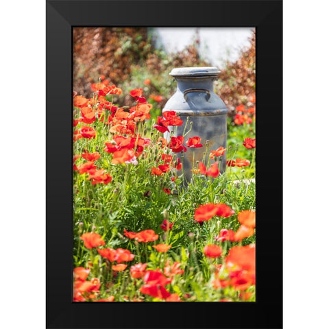 Castroville-Texas-USA-Old milk jug in poppies in the Texas Hill Country Black Modern Wood Framed Art Print by Wilson, Emily M.
