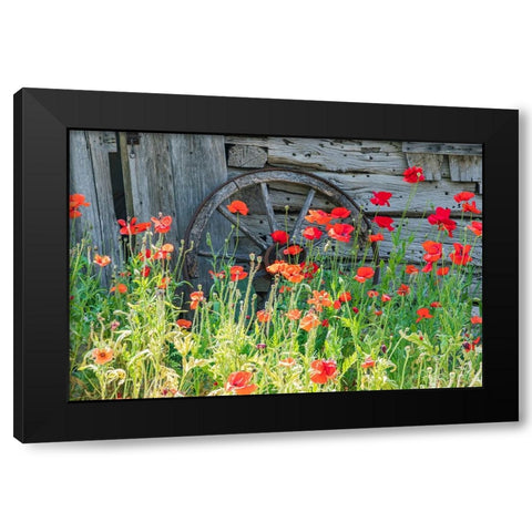 Castroville-Texas-USA-Poppies and historic buildings in the Texas Hill Country Black Modern Wood Framed Art Print by Wilson, Emily M.