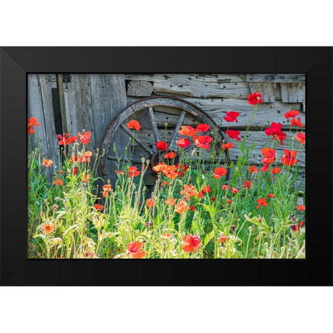 Castroville-Texas-USA-Poppies and historic buildings in the Texas Hill Country Black Modern Wood Framed Art Print by Wilson, Emily M.