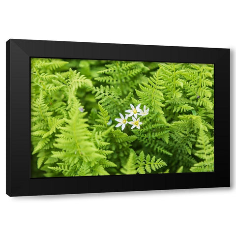 Castroville-Texas-USA-Ferns in the Texas Hill Country Black Modern Wood Framed Art Print by Wilson, Emily M.