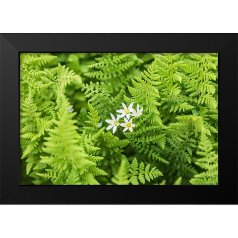 Castroville-Texas-USA-Ferns in the Texas Hill Country Black Modern Wood Framed Art Print by Wilson, Emily M.