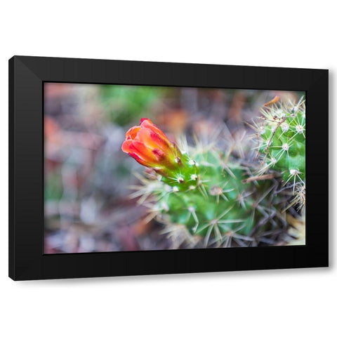 Castroville-Texas-USA-Prickly pear flower in the Texas Hill Country Black Modern Wood Framed Art Print with Double Matting by Wilson, Emily M.