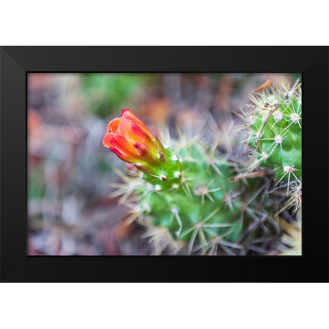 Castroville-Texas-USA-Prickly pear flower in the Texas Hill Country Black Modern Wood Framed Art Print by Wilson, Emily M.