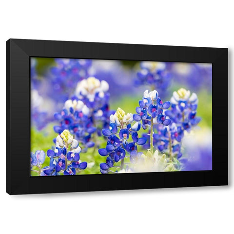 Johnson City-Texas-USA-Bluebonnet wildflowers in the Texas Hill Country Black Modern Wood Framed Art Print by Wilson, Emily M.