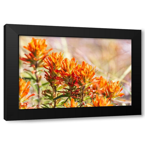 Johnson City-Texas-USA-Indian Paintbrush wildflowers in the Texas Hill Country Black Modern Wood Framed Art Print with Double Matting by Wilson, Emily M.