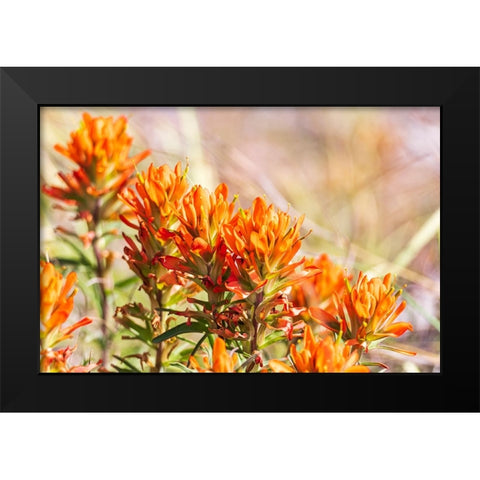 Johnson City-Texas-USA-Indian Paintbrush wildflowers in the Texas Hill Country Black Modern Wood Framed Art Print by Wilson, Emily M.