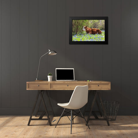 Johnson City-Texas-USA-Cow in bluebonnet wildflowers in the Texas Hill Country Black Modern Wood Framed Art Print by Wilson, Emily M.