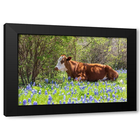 Johnson City-Texas-USA-Cow in bluebonnet wildflowers in the Texas Hill Country Black Modern Wood Framed Art Print by Wilson, Emily M.
