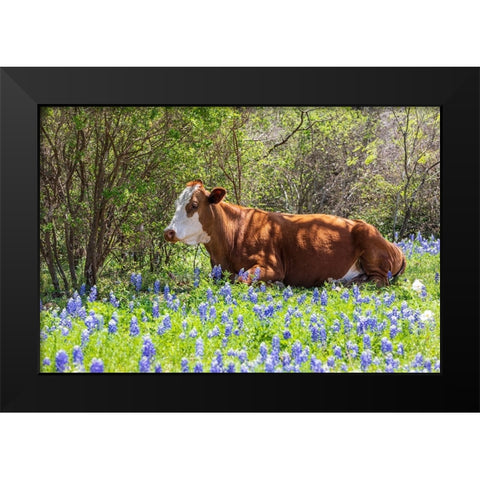 Johnson City-Texas-USA-Cow in bluebonnet wildflowers in the Texas Hill Country Black Modern Wood Framed Art Print by Wilson, Emily M.