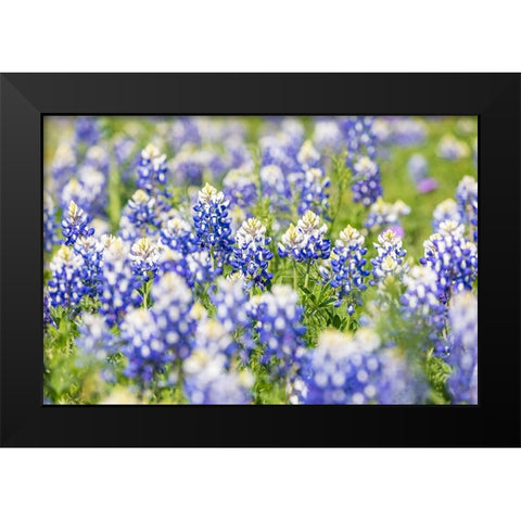 Johnson City-Texas-USA-Bluebonnet wildflowers in the Texas Hill Country Black Modern Wood Framed Art Print by Wilson, Emily M.