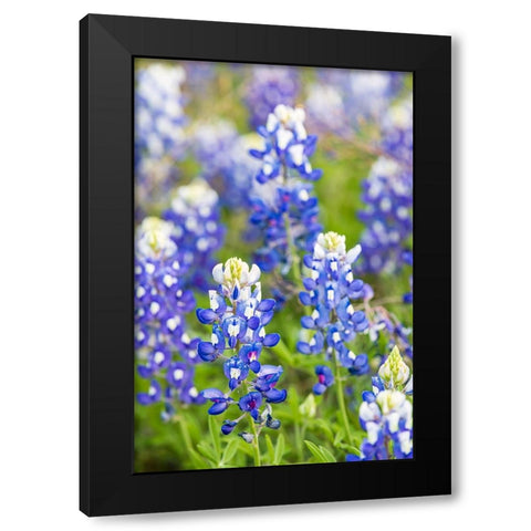 Johnson City-Texas-USA-Bluebonnet wildflowers in the Texas Hill Country Black Modern Wood Framed Art Print by Wilson, Emily M.