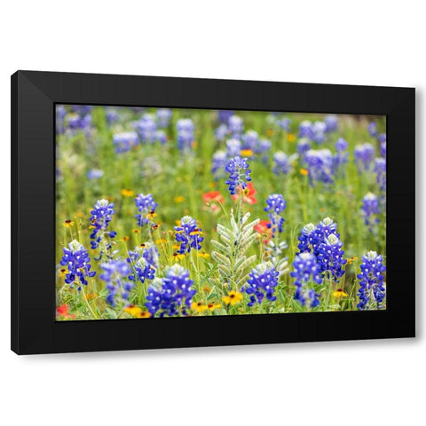 Llano-Texas-USA-Bluebonnet and other wildflowers in the Texas Hill Country Black Modern Wood Framed Art Print with Double Matting by Wilson, Emily M.