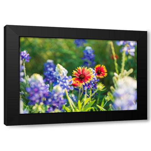 Marble Falls-Texas-USA-Bluebonnet and Indian Blanket wildflowers in the Texas Hill Country Black Modern Wood Framed Art Print by Wilson, Emily M.