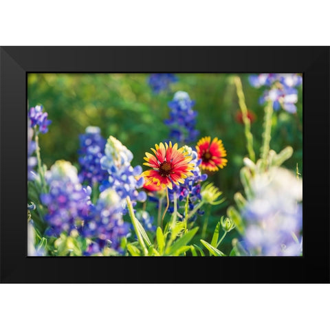 Marble Falls-Texas-USA-Bluebonnet and Indian Blanket wildflowers in the Texas Hill Country Black Modern Wood Framed Art Print by Wilson, Emily M.