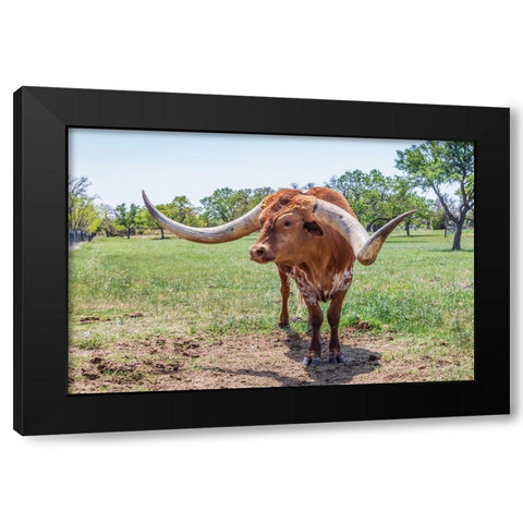 Marble Falls-Texas-USA-Longhorn cattle in the Texas Hill Country Black Modern Wood Framed Art Print with Double Matting by Wilson, Emily M.