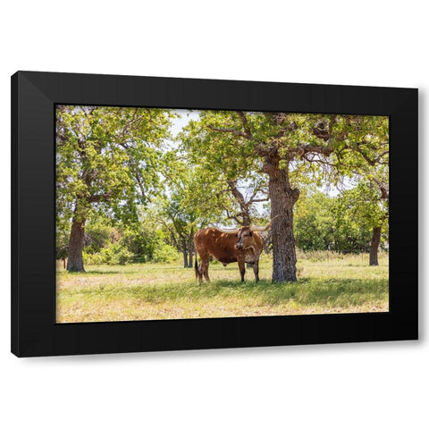 Marble Falls-Texas-USA-Longhorn cattle in the Texas Hill Country Black Modern Wood Framed Art Print by Wilson, Emily M.