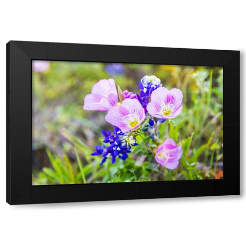 Lampasas-Texas-USA-Pink Evening Primrose and Bluebonnet wildflowers in the Texas Hill Country Black Modern Wood Framed Art Print with Double Matting by Wilson, Emily M.