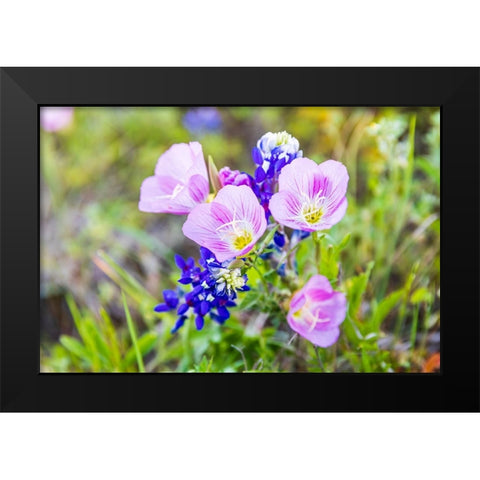 Lampasas-Texas-USA-Pink Evening Primrose and Bluebonnet wildflowers in the Texas Hill Country Black Modern Wood Framed Art Print by Wilson, Emily M.