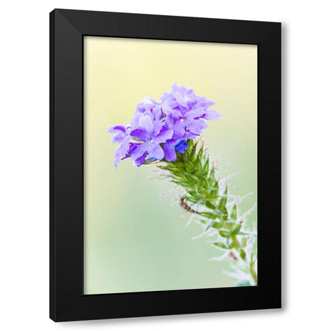 Lampasas-Texas-USA-Prairie Verbena wildflowers in the Texas Hill Country Black Modern Wood Framed Art Print with Double Matting by Wilson, Emily M.