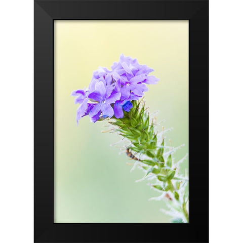 Lampasas-Texas-USA-Prairie Verbena wildflowers in the Texas Hill Country Black Modern Wood Framed Art Print by Wilson, Emily M.