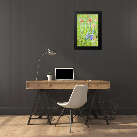 Llano-Texas-USA-Indian Paintbrush and Bluebonnet wildflowers in the Texas Hill Country Black Modern Wood Framed Art Print by Wilson, Emily M.