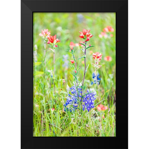 Llano-Texas-USA-Indian Paintbrush and Bluebonnet wildflowers in the Texas Hill Country Black Modern Wood Framed Art Print by Wilson, Emily M.