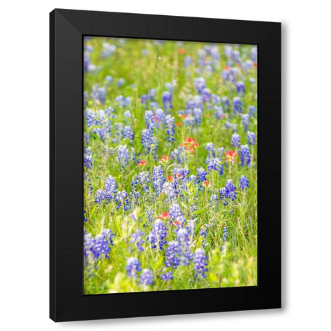 Llano-Texas-USA-Indian Paintbrush and Bluebonnet wildflowers in the Texas Hill Country Black Modern Wood Framed Art Print by Wilson, Emily M.