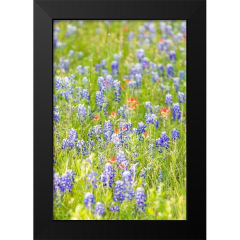 Llano-Texas-USA-Indian Paintbrush and Bluebonnet wildflowers in the Texas Hill Country Black Modern Wood Framed Art Print by Wilson, Emily M.