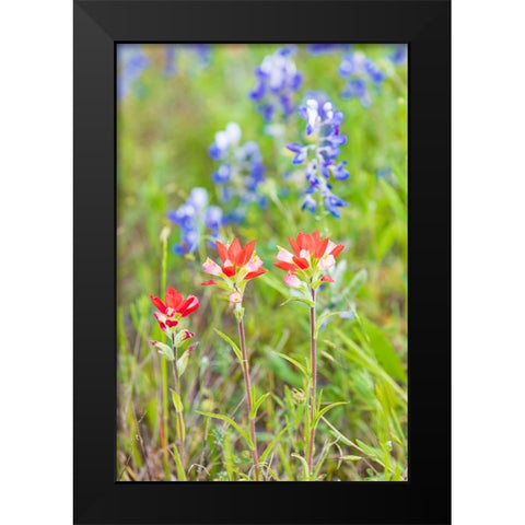 Llano-Texas-USA-Indian Paintbrush and Bluebonnet wildflowers in the Texas Hill Country Black Modern Wood Framed Art Print by Wilson, Emily M.