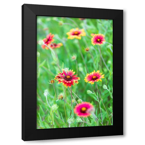 Llano-Texas-USA-Indian Blanket wildflowers in the Texas Hill Country Black Modern Wood Framed Art Print with Double Matting by Wilson, Emily M.