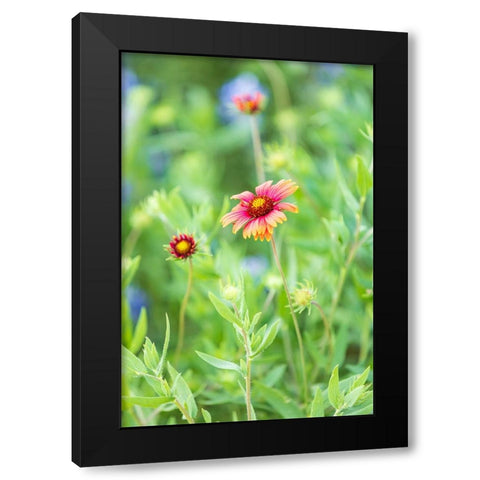 Llano-Texas-USA-Indian Blanket wildflowers in the Texas Hill Country Black Modern Wood Framed Art Print by Wilson, Emily M.