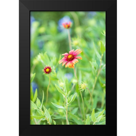 Llano-Texas-USA-Indian Blanket wildflowers in the Texas Hill Country Black Modern Wood Framed Art Print by Wilson, Emily M.