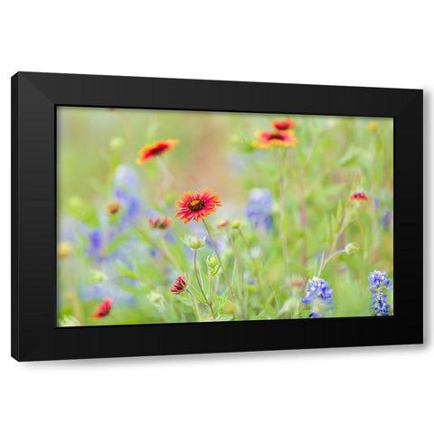 Llano-Texas-USA-Indian Blanket and Bluebonnet wildflowers in the Texas Hill Country Black Modern Wood Framed Art Print by Wilson, Emily M.