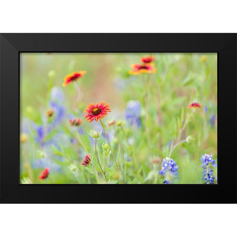 Llano-Texas-USA-Indian Blanket and Bluebonnet wildflowers in the Texas Hill Country Black Modern Wood Framed Art Print by Wilson, Emily M.