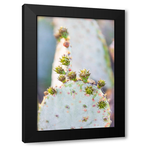 Llano-Texas-USA-Prickly pear cactus in the Texas Hill Country Black Modern Wood Framed Art Print by Wilson, Emily M.