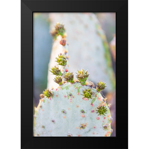 Llano-Texas-USA-Prickly pear cactus in the Texas Hill Country Black Modern Wood Framed Art Print by Wilson, Emily M.