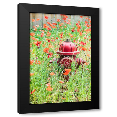 Castroville-Texas-USA-Poppies and fire hydrant in the Texas Hill Country Black Modern Wood Framed Art Print by Wilson, Emily M.