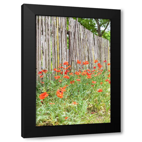 Castroville-Texas-USA-Poppies and wooden fence in the Texas Hill Country Black Modern Wood Framed Art Print with Double Matting by Wilson, Emily M.