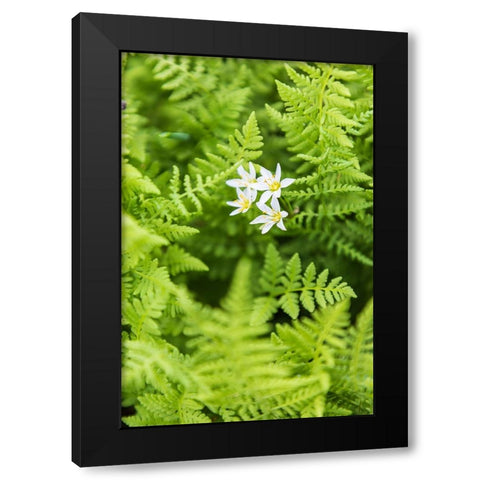 Castroville-Texas-USA-Ferns in the Texas Hill Country Black Modern Wood Framed Art Print with Double Matting by Wilson, Emily M.