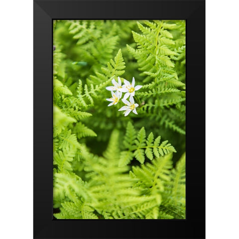 Castroville-Texas-USA-Ferns in the Texas Hill Country Black Modern Wood Framed Art Print by Wilson, Emily M.