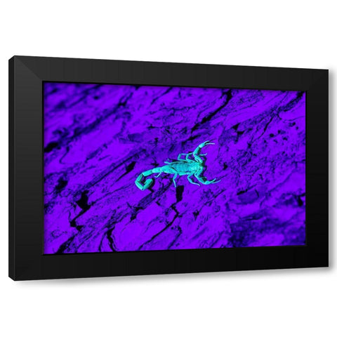 Bark Scorpion (Centruroides Vittatus) on mesquite bark Black Modern Wood Framed Art Print with Double Matting by Ditto, Larry