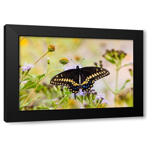 Black swallowtail butterfly feeding Black Modern Wood Framed Art Print with Double Matting by Ditto, Larry