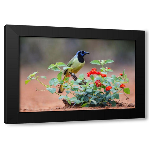 Green jay (Cyanocorax Yncas) perched in wildflowers Black Modern Wood Framed Art Print by Ditto, Larry