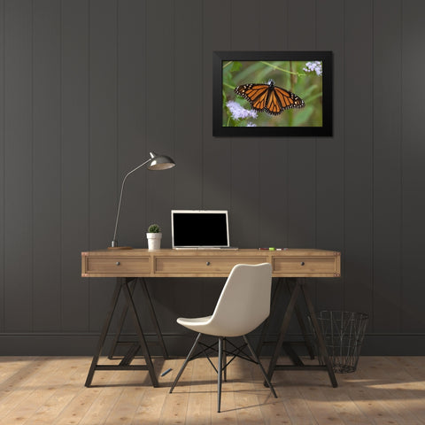 Monarch (Danaus Plexippus) feeding Black Modern Wood Framed Art Print by Ditto, Larry