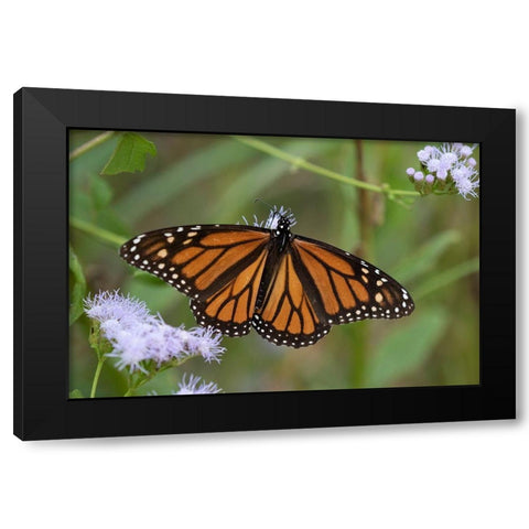 Monarch (Danaus Plexippus) feeding Black Modern Wood Framed Art Print with Double Matting by Ditto, Larry