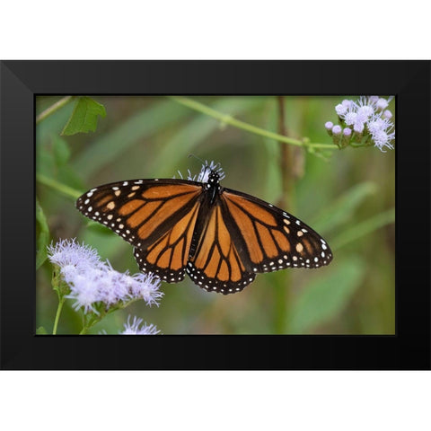Monarch (Danaus Plexippus) feeding Black Modern Wood Framed Art Print by Ditto, Larry