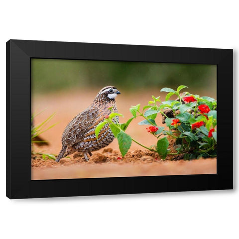 Northern bobwhite (Colinus virginianus) foraging Black Modern Wood Framed Art Print by Ditto, Larry