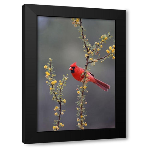 Northern cardinal perched in tree Black Modern Wood Framed Art Print by Ditto, Larry